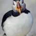 puffin_atlantic_msi_v_0874_can0486.jpg